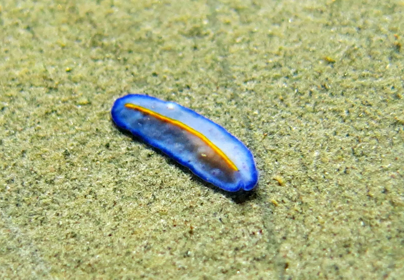 Pseudoceros galatheensis